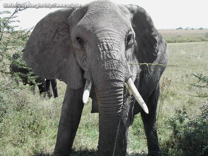 Serengeti - Olifant Close encounter met een olifant in de Serengeti. De Serengeti is ongetwijfeld het meest beroemde wildpark van Afrika. Het is uitgestrekt en bestaat grotendeels uit boomloze grasvlaktes en savanne met acacia's. Hier en daar liggen er 'kopjes' (kleine heuvels van granieten rotsblokken) en op verschillende plaatsen zijn er mooie waterpoelen met dichtere begroeiing. Stefan Cruysberghs